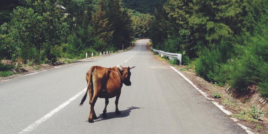 Mucca che attraversa una strada in montagna - New All Assistance per danni causati da animali selvatici